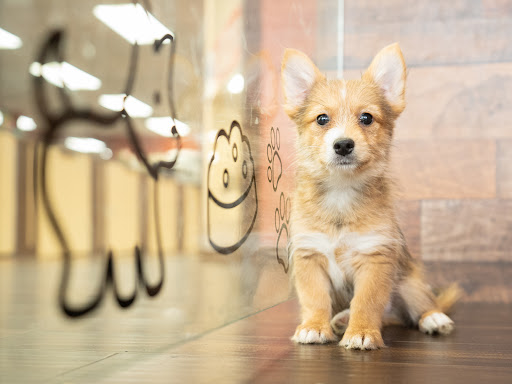Pet Store «Petland of Plantation», reviews and photos, 801 S University Dr, Plantation, FL 33324, USA