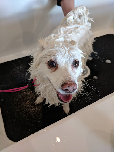 Pet Groomer «Bubbly Paws Dog Wash & Grooming», reviews and photos, 949 Grand Ave, St Paul, MN 55105, USA