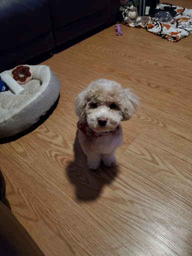 Pet Store «Petland Las Vegas», reviews and photos, 8800 W Charleston Blvd #3, Las Vegas, NV 89145, USA