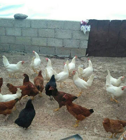 Venta de gallinas de postura y doble propósito Regina, El Azafrán, Aculco, México