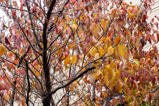 Coffee Shop «Bloc Cafe», reviews and photos, 11 Bow St, Somerville, MA 02143, USA