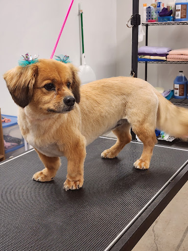 Amber's Peace Love and Paws Grooming