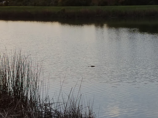 Nature Preserve «Conner Preserve», reviews and photos, 22500 FL-52, Land O Lakes, FL 34637, USA