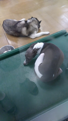 Pet Supply Store «PetSmart», reviews and photos, 3347 E Foothill Blvd, Pasadena, CA 91107, USA