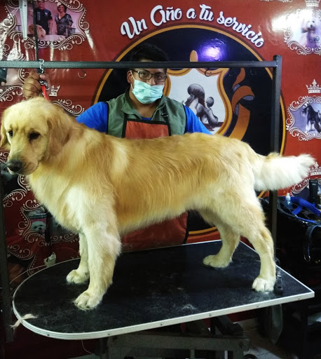 Dog clothes shops in La Paz