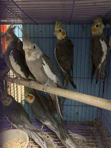 Pet Store «Paraiso De Aves», reviews and photos, 1836 W 47th St, Chicago, IL 60609, USA