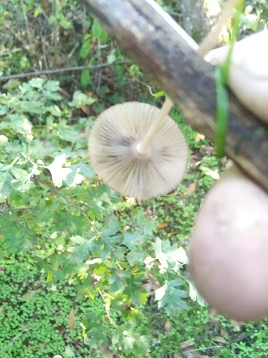 Park «Guy Lee Park», reviews and photos, 890 Darlene Ave, Springfield, OR 97477, USA