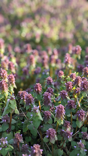 Park «Oxbow Park», reviews and photos, 6430 Corson Ave S, Seattle, WA 98134, USA