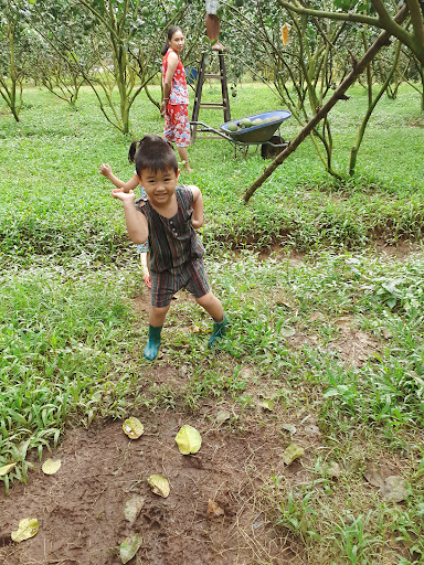 Vườn bưởi da xanh Thiên Phúc