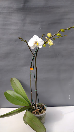 Agave Orquídeas