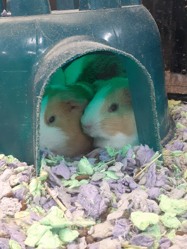 Pet Supply Store «PetSmart», reviews and photos, 1183 Berkshire Blvd, Wyomissing, PA 19610, USA