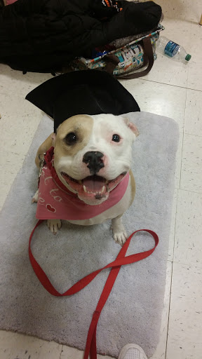 Pet Supply Store «PetSmart», reviews and photos, 1705 N Bechtle Ave, Springfield, OH 45504, USA