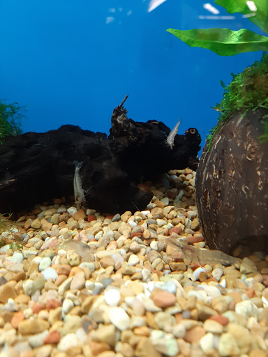 Pet Supply Store «Petco Animal Supplies», reviews and photos, 6672 Lonetree Blvd, Rocklin, CA 95765, USA