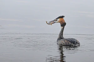 RSPB Scotland Lochwinnoch image