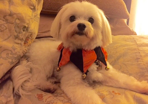 Car Repair and Maintenance «Holland Car Care», reviews and photos, 22 S Claremont St, San Mateo, CA 94401, USA