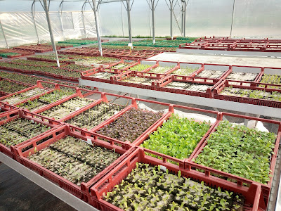 Pépinière Horticole Bio - GAEC ANCIA à Sauguis-Saint-Étienne