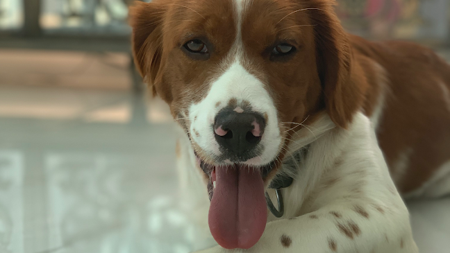 Veterinário São Luís