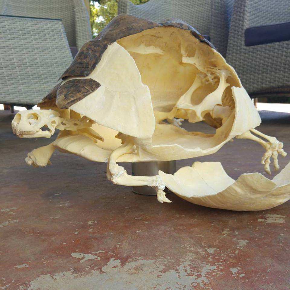 Roadkill Skeleton Exhibit
