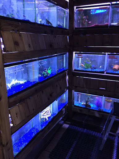 Pet Store «Critter Pet Shop», reviews and photos, 19309 Ecorse Rd, Allen Park, MI 48101, USA