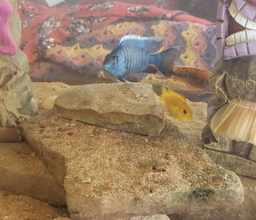 Pet Store «Fish & Pets Ranch», reviews and photos, 10100 Kleckley Dr, Houston, TX 77075, USA