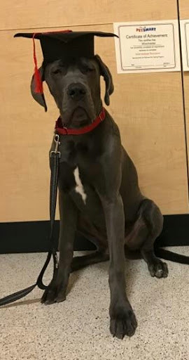 Pet Supply Store «PetSmart», reviews and photos, 367 Mt Hope Ave, Rockaway, NJ 07866, USA