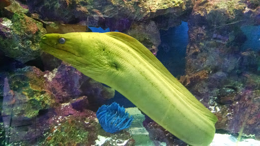 Pet Supply Store «Seascape Aquarium & Pet Center», reviews and photos, 2162 Gulf Gate Dr, Sarasota, FL 34231, USA