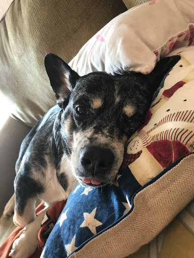 Pet Supply Store «PetSmart», reviews and photos, 7616 Denton Hwy #532, Watauga, TX 76148, USA