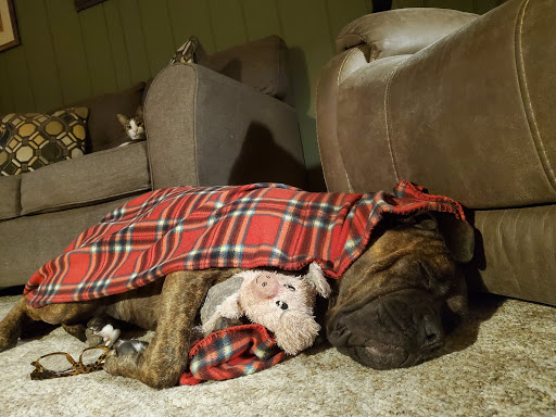 Pet Supply Store «PetSmart», reviews and photos, 62 Centerton Rd, Mt Laurel, NJ 08054, USA