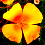 Photo n° 17 de l'avis de Laurent.e fait le 24/05/2020 à 21:06 pour Chèvrerie de Nesle la Reposte - Boutique de fromages de chèvre et autre spécialités à Villenauxe-la-Grande