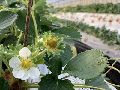 元気farmのいちご狩り