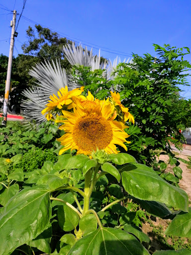 Santa Elena Park