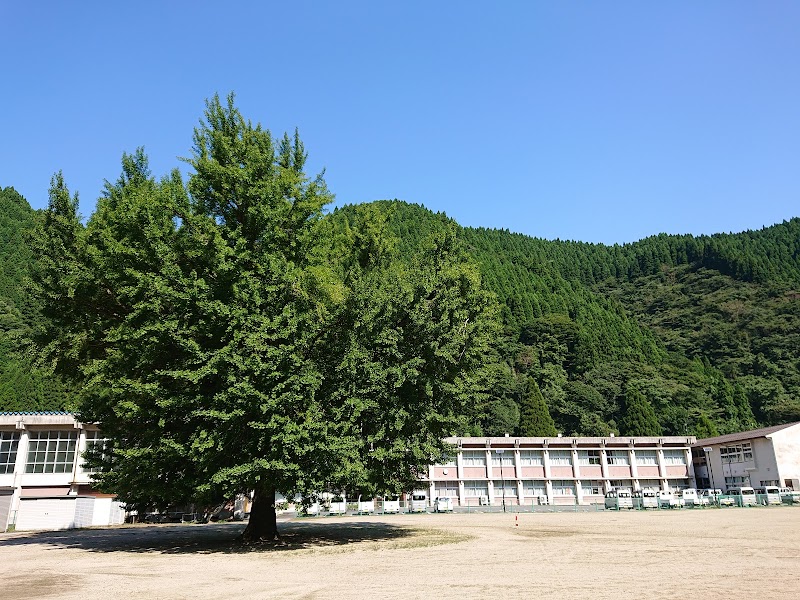 旧日野上小学校の大銀杏