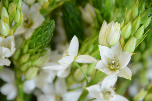 Florist «Royal Petals», reviews and photos, 188 E Wend St, Lemont, IL 60439, USA