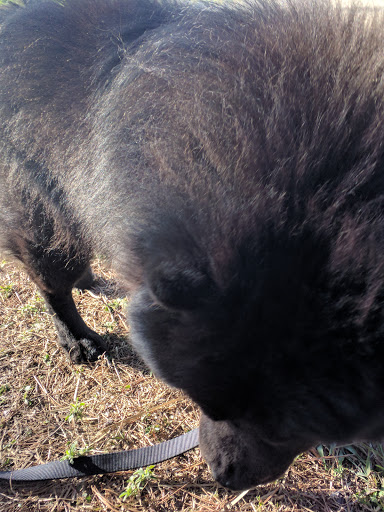 Park «John S. Taylor Park», reviews and photos, 1100 8th Ave SW, Largo, FL 33770, USA