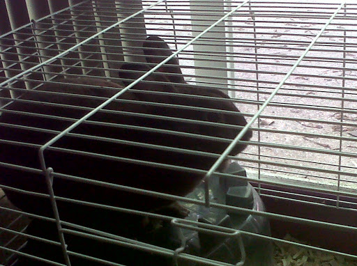 Pet Supply Store «Care-A-Lot Pet Supply Oyster Point», reviews and photos, 301 Oyster Point Rd, Newport News, VA 23602, USA