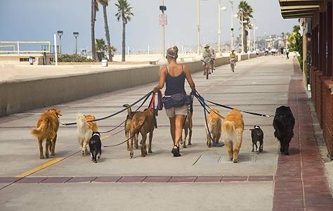 Jen Carpenter Dog Walking