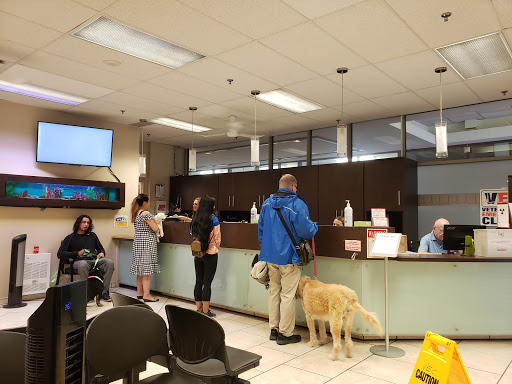 Clinics dogs Toronto