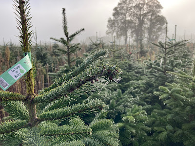 Les Sapins du Berry à Ségry
