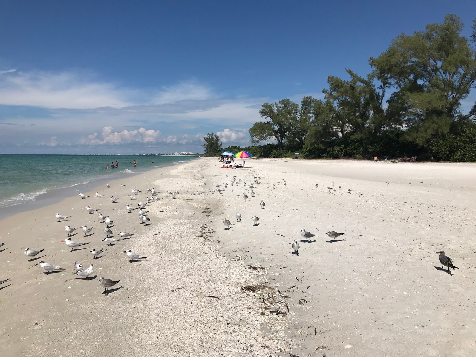 Delnor-Wiggins beach'in fotoğrafı vahşi alan