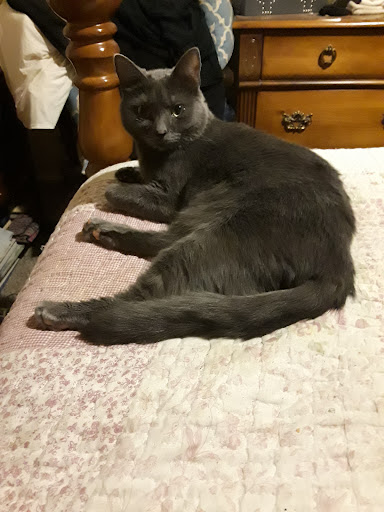 Pet Supply Store «PetSmart», reviews and photos, 3780 Riverchase Village #300, Hoover, AL 35244, USA