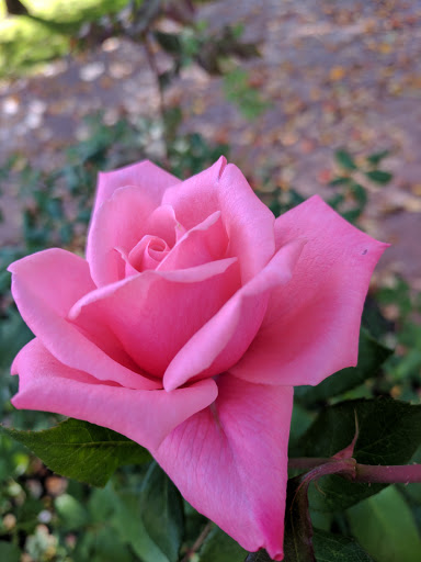 Museum «Rosson House Museum at Heritage Square», reviews and photos, 113 N 6th St, Phoenix, AZ 85004, USA