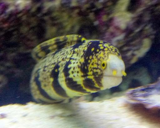 Aquarium «Team ECCO Ocean Center & Aquarium», reviews and photos, 511 N Main St, Hendersonville, NC 28792, USA