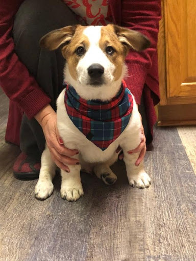 Pet Store «PetSmart», reviews and photos, 1606 E Empire St, Bloomington, IL 61701, USA