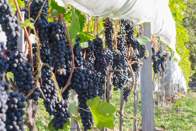 Vinícola Stella Valentino - Vinho em Andradas