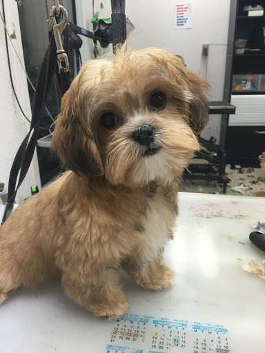 Pet Store «La Bone Pet Spa», reviews and photos, 8739 Stirling Rd, Cooper City, FL 33328, USA