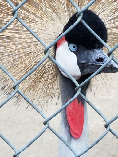 Zoo «Cougar Mountain Zoo», reviews and photos, 19525 SE 54th St, Issaquah, WA 98027, USA