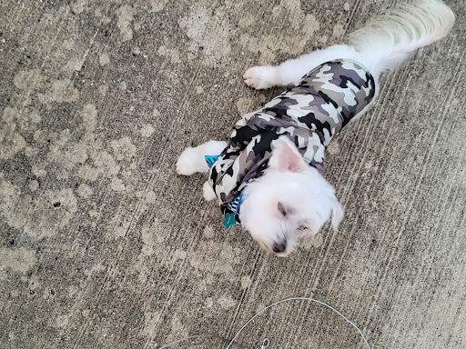 Pet Supply Store «PetSmart», reviews and photos, 2309 I-20, Grand Prairie, TX 75052, USA