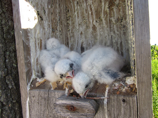 Winery «Priam Vineyards», reviews and photos, 11 Shailor Hill Rd, Colchester, CT 06415, USA