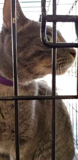 Pet Supply Store «Centinela Feed & Pet Supplies», reviews and photos, 3120 E Colorado Blvd, Pasadena, CA 91107, USA