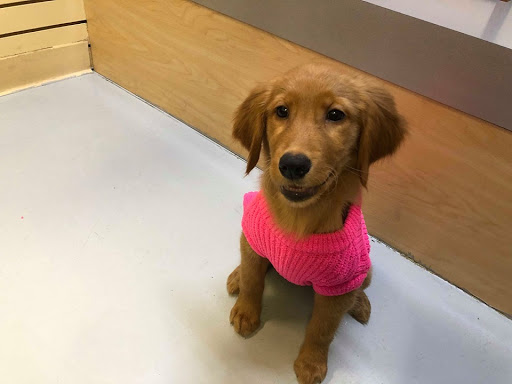 Pet Store «Pet Express», reviews and photos, 250 Granite St, Braintree, MA 02184, USA